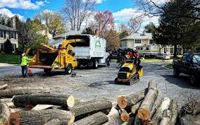 Best Tree Health Inspection  in Vernon Valley, NJ