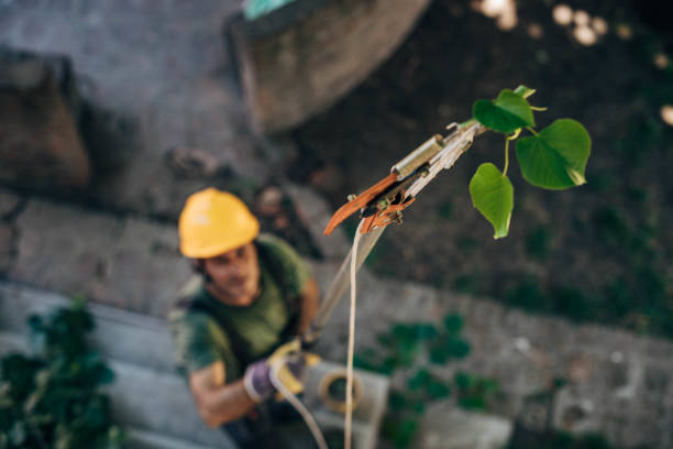 Best Tree Maintenance Programs  in Vernon Valley, NJ