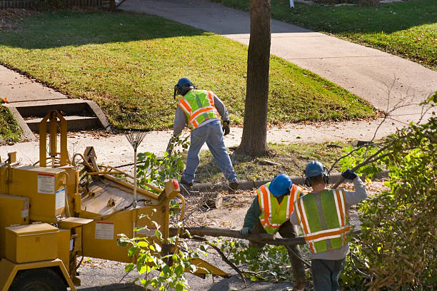 Best Tree Trimming and Pruning  in Vernon Valley, NJ
