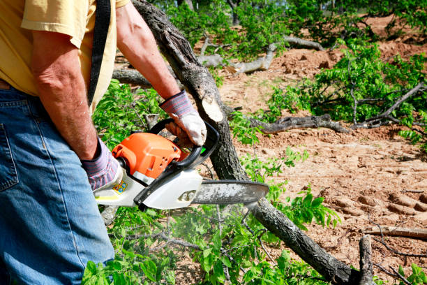 Best Pest Control for Lawns  in Vernon Valley, NJ